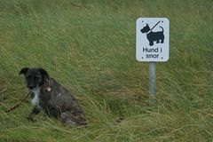 Pino hält sich an die Vorschriften,"Hunde an die Leine" ! Nur am Strand lief er ohne .