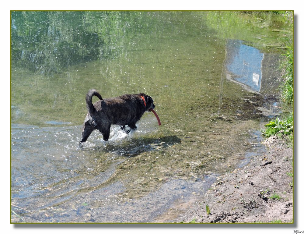 Pino hat die Badesaison eröffnet.