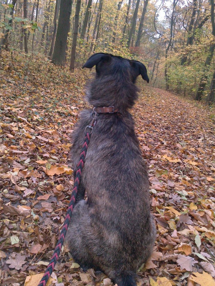 Pino im Herbstwald.