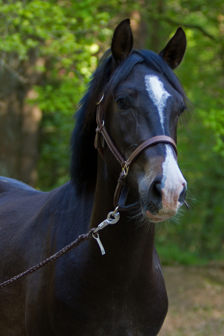 Pino im Portait