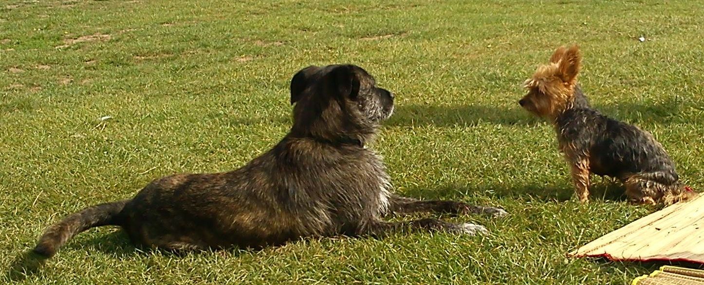 Pino mit seiner Badesee-Freundin Gina ,ein Yorkshire_Terrier