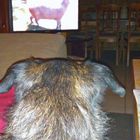 Pino schaut seine Lieblingssendung im TV.