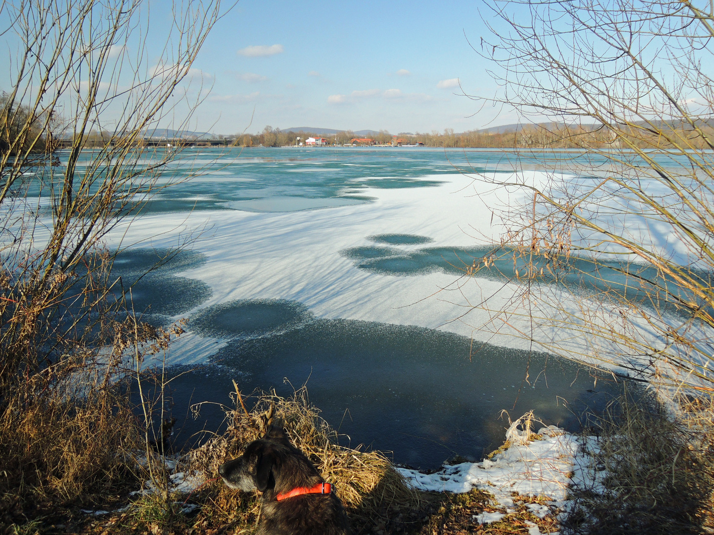 Pino sucht den Frühling am See,war noch nichts zu entdecken !