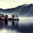 Pino sulla Sponda del Lago Maggiore_