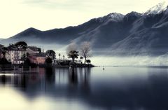 Pino sulla Sponda del Lago Maggiore_