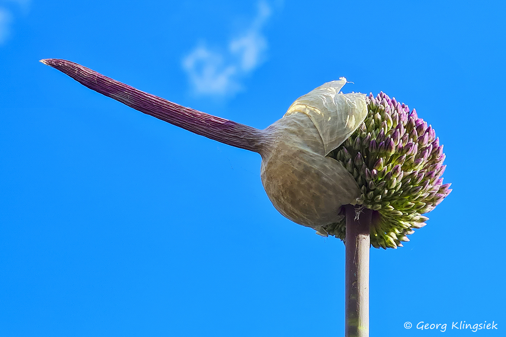 Pinocchio aus dem Garten 