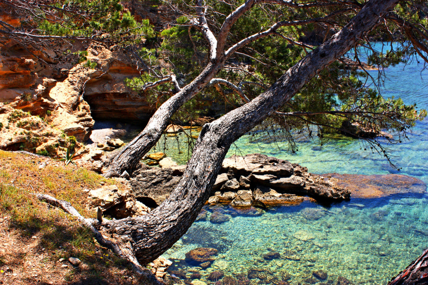 Pinos al borde del mar