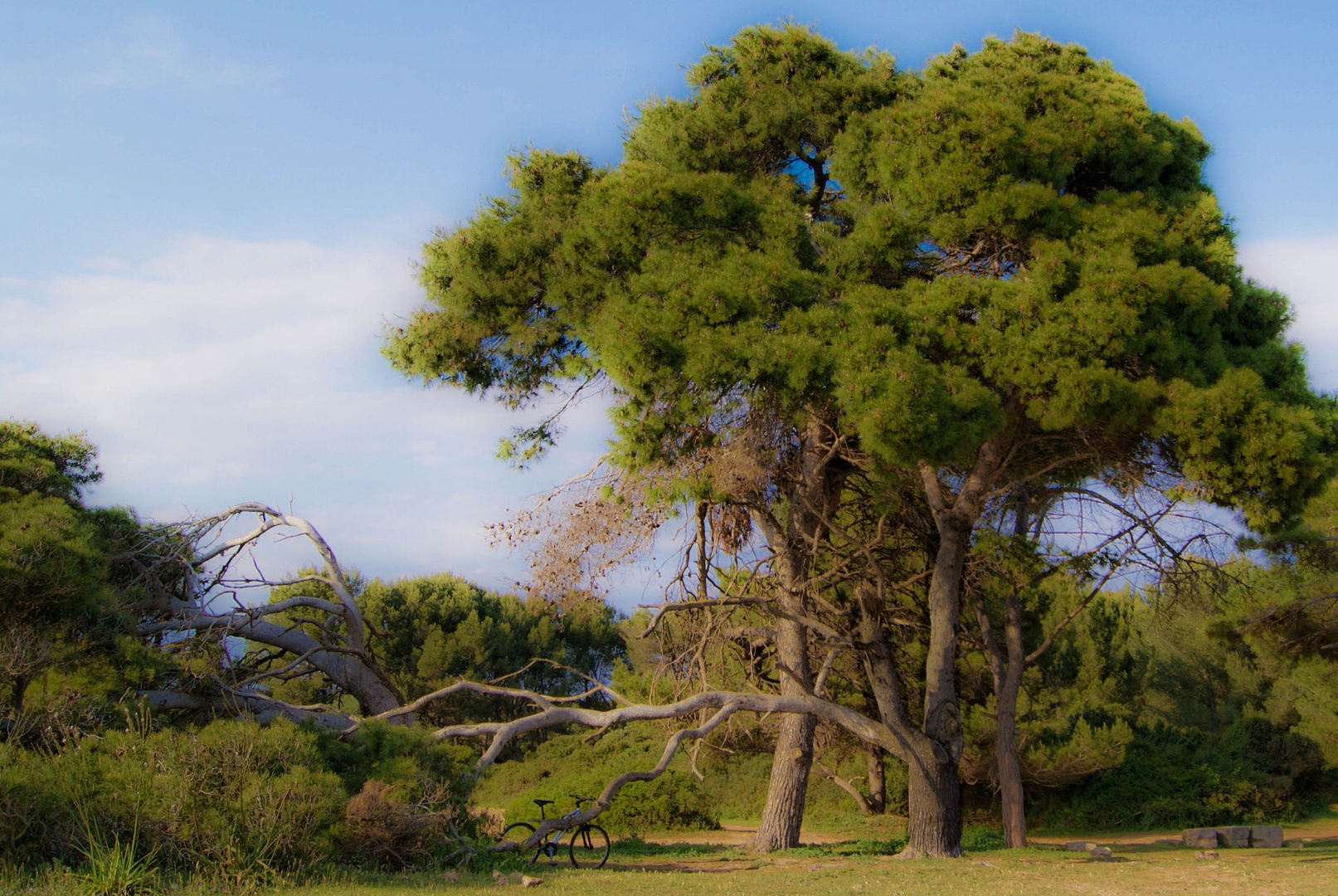 pinos mediterraneos