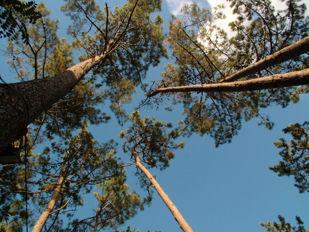 PINOS PALMERA