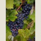 Pinot meunier - Schwarzriesling from Neckar valley/ Hessigheim...