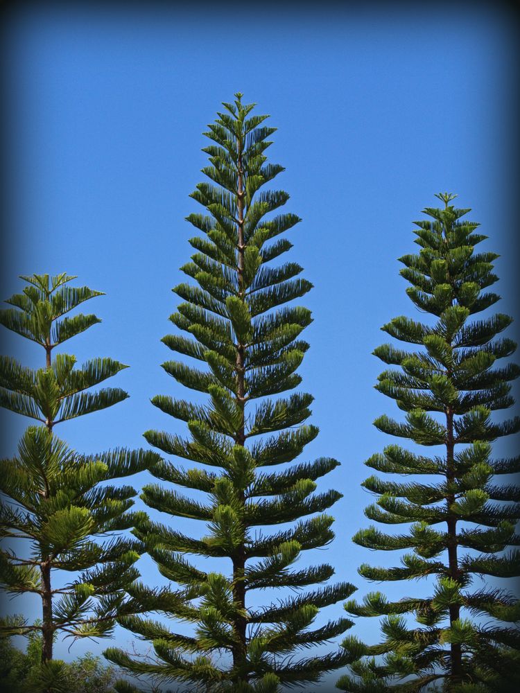 Pins colonnaires - Un des symboles de la Nouvelle-Calédonie et du drapeau kanak