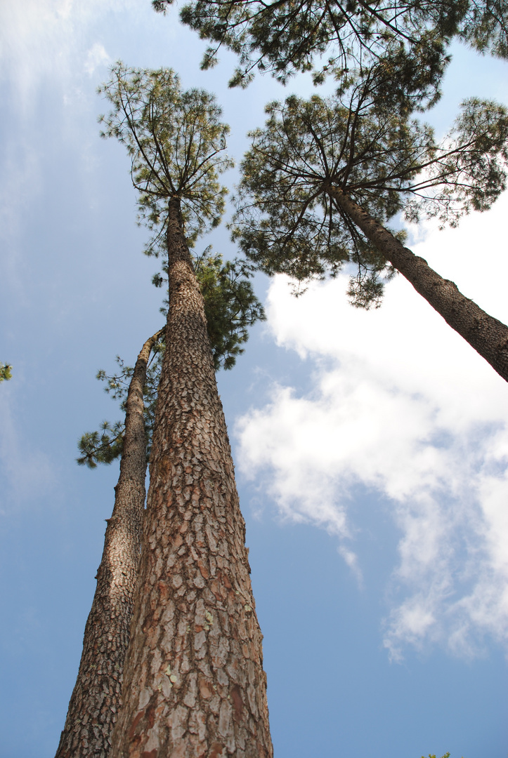 Pins des Landes: