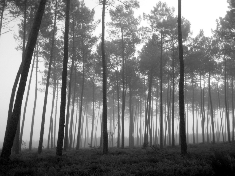 pins des landes