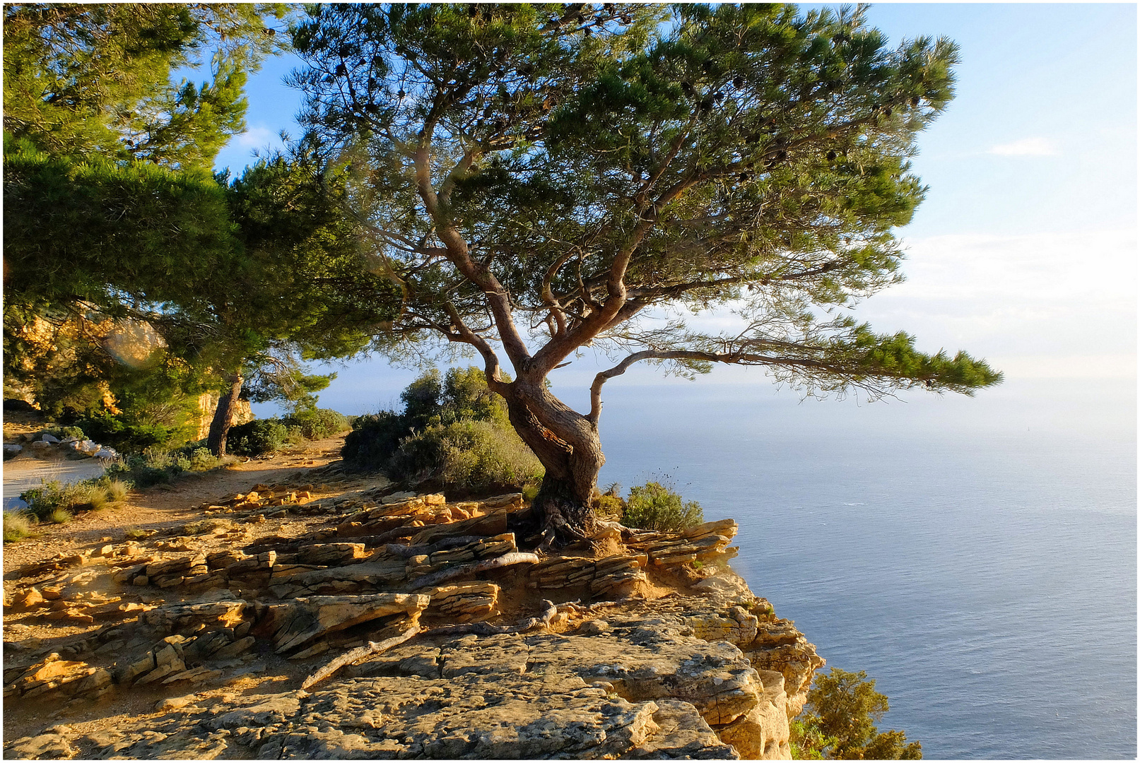 Pins maritimes photo et image france, nature, provence Images