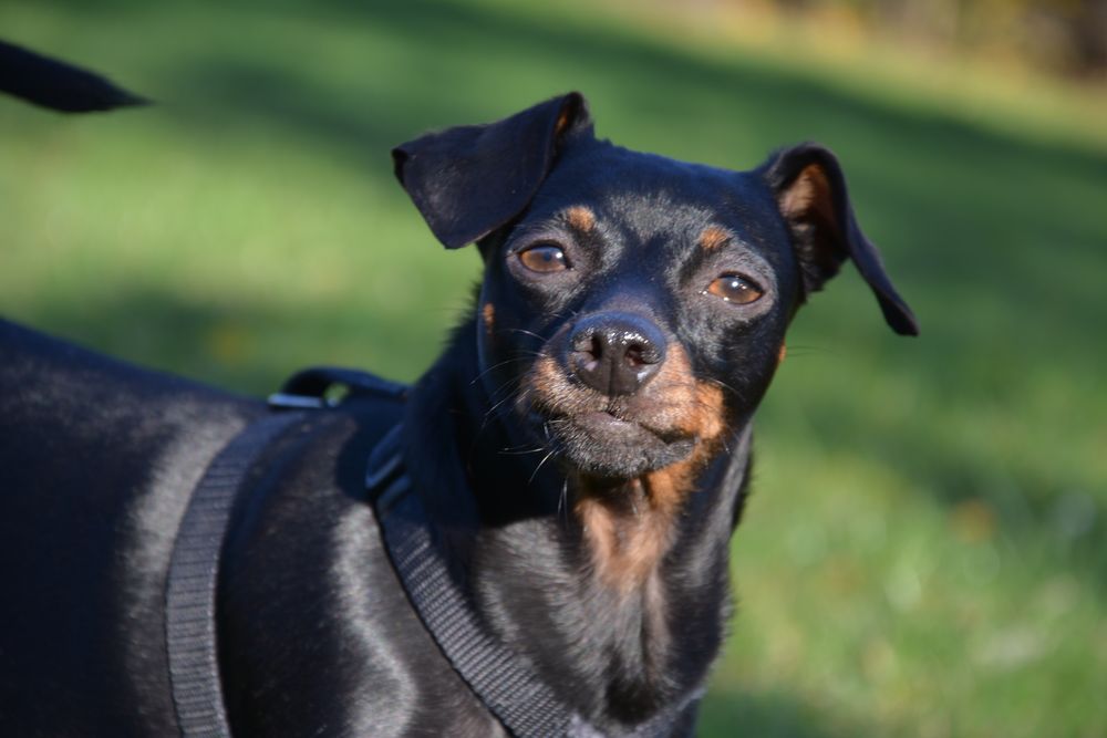 pinscher