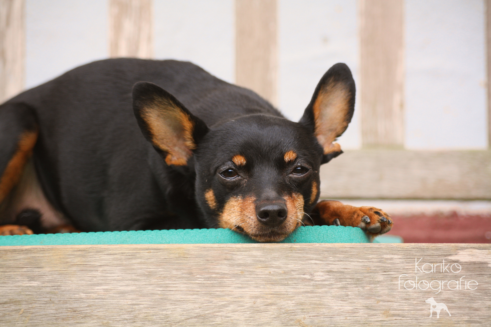 Pinscher auf Bank