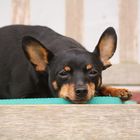 Pinscher auf Bank