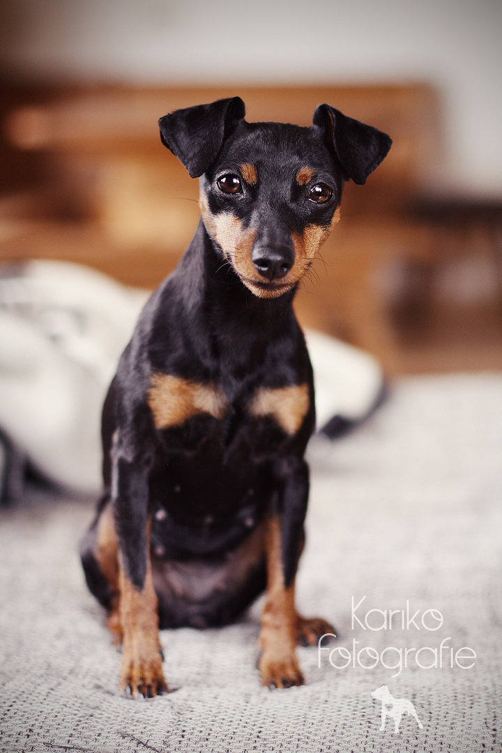 Pinscher im heimischen Reich