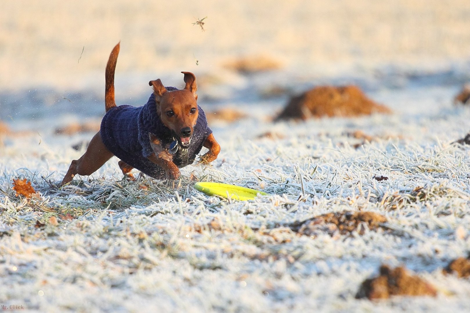 Pinscher in Action