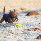 Pinscher in Action