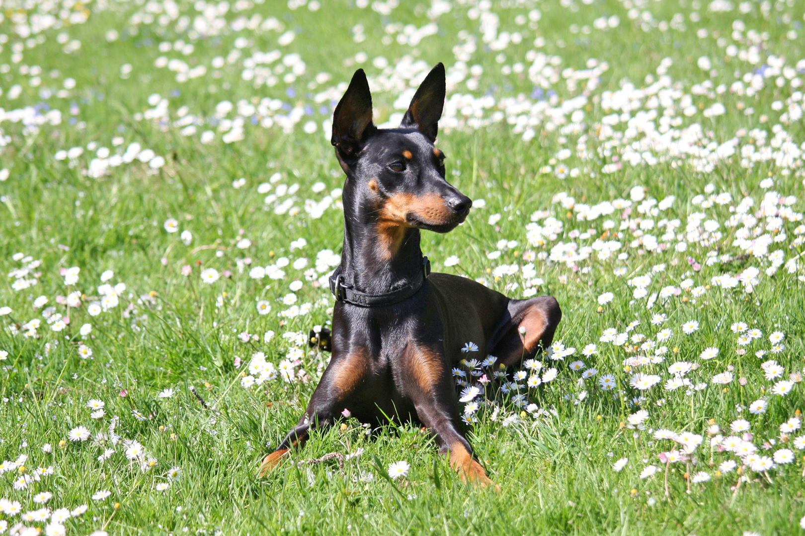 Pinscher-PLATZ