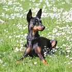 Pinscher-PLATZ