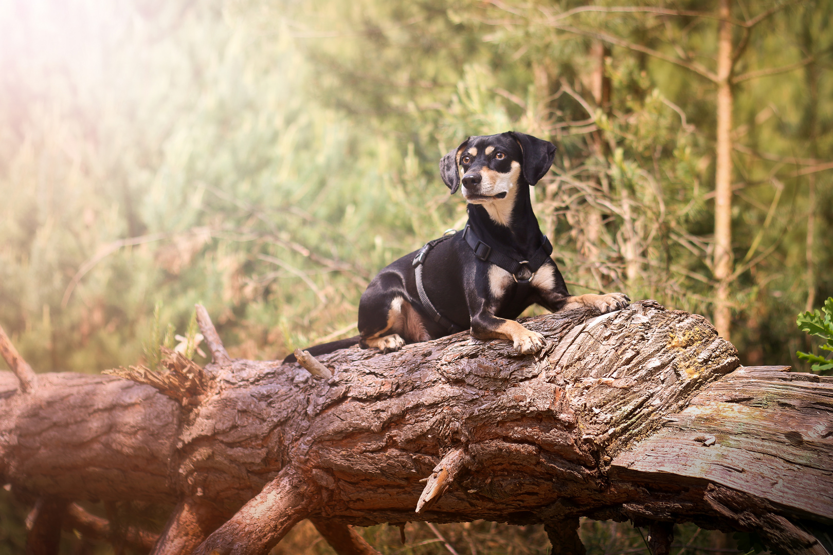 PinscherMix Hundeportrait