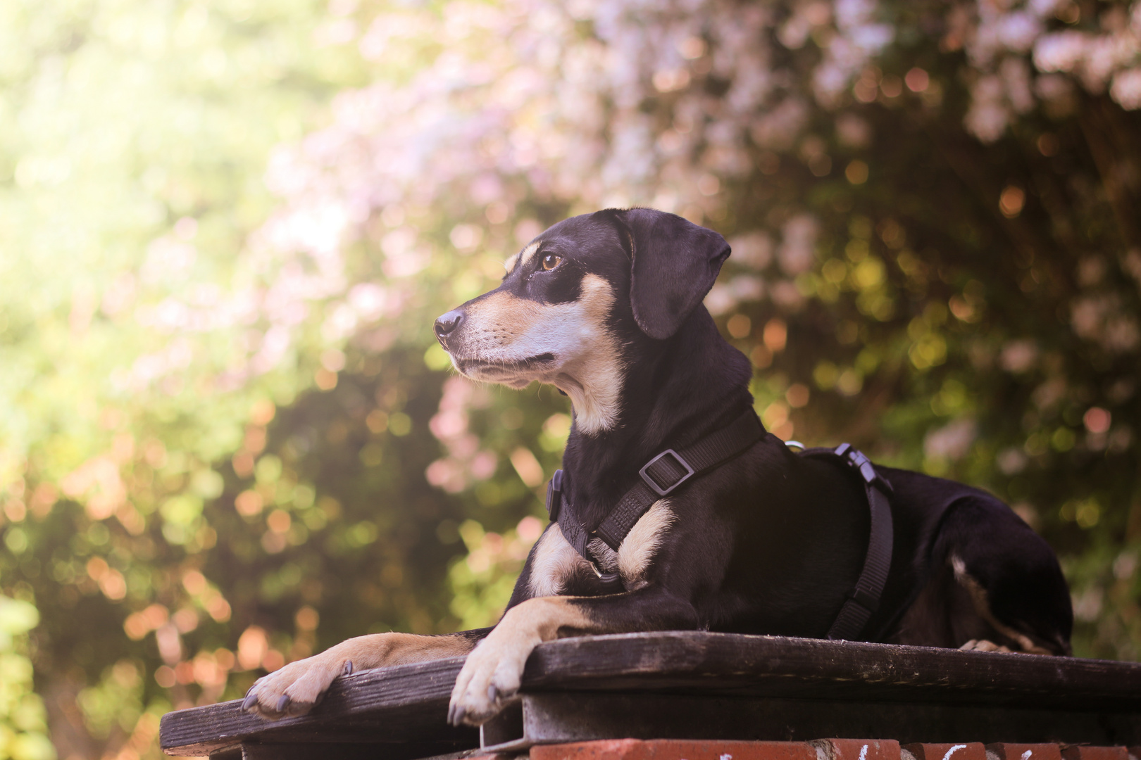 PinscherMix Hundeportrait