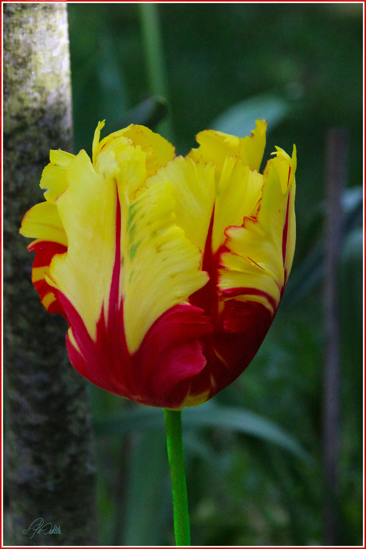 "Pinsel der Natur"  - Mittwochsblümchen 27.05.2020