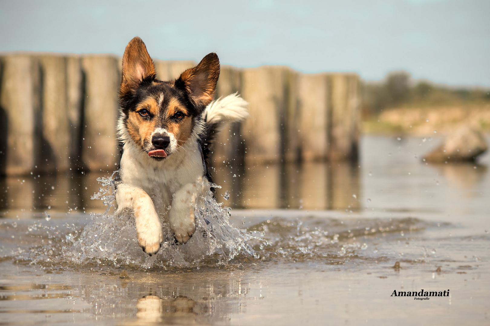 Pinsel, die Wasserratte