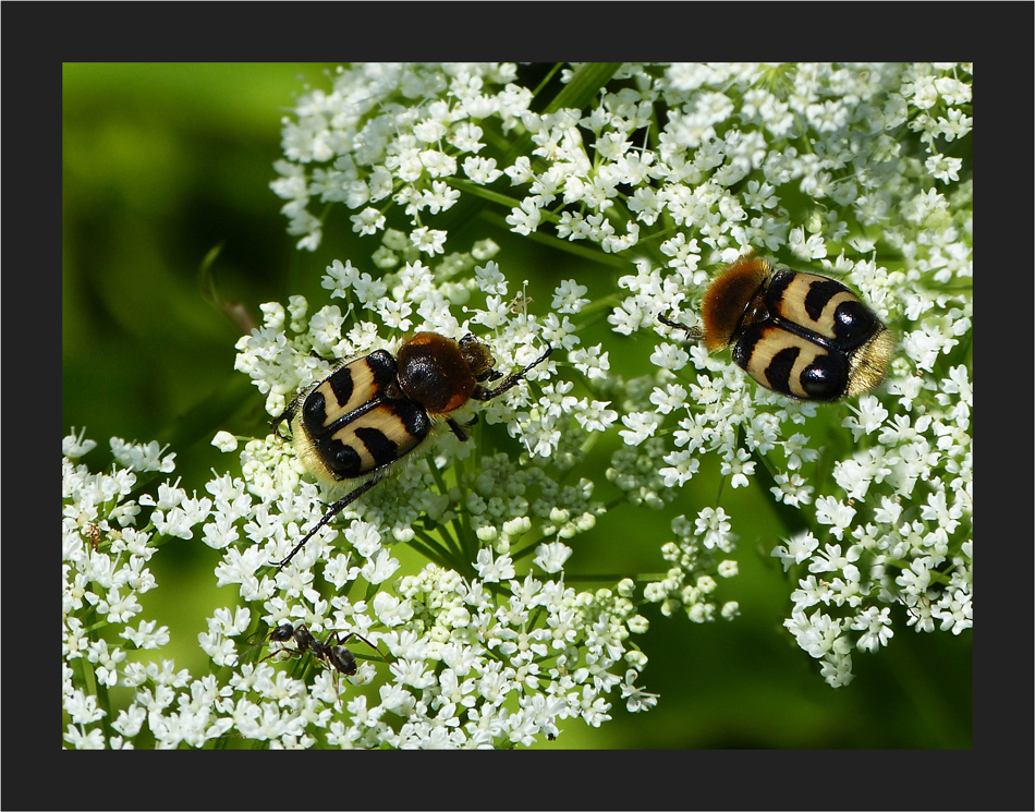 Pinselchen und Ameise