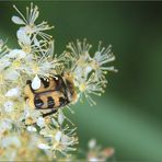 Pinselkäfer 2