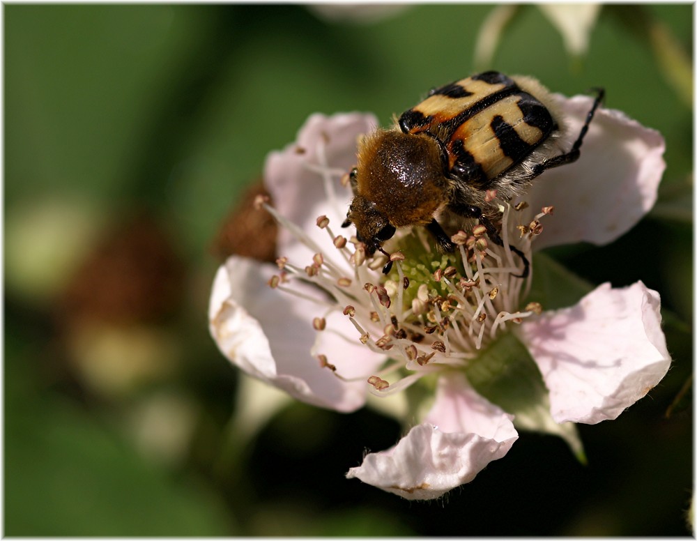 Pinselkäfer