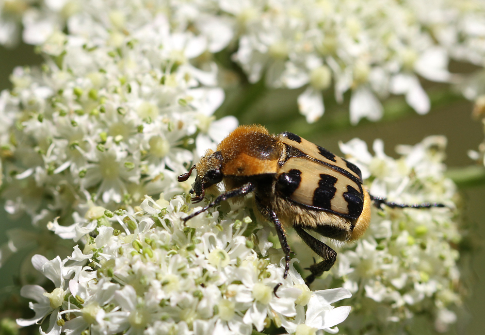 Pinselkäfer