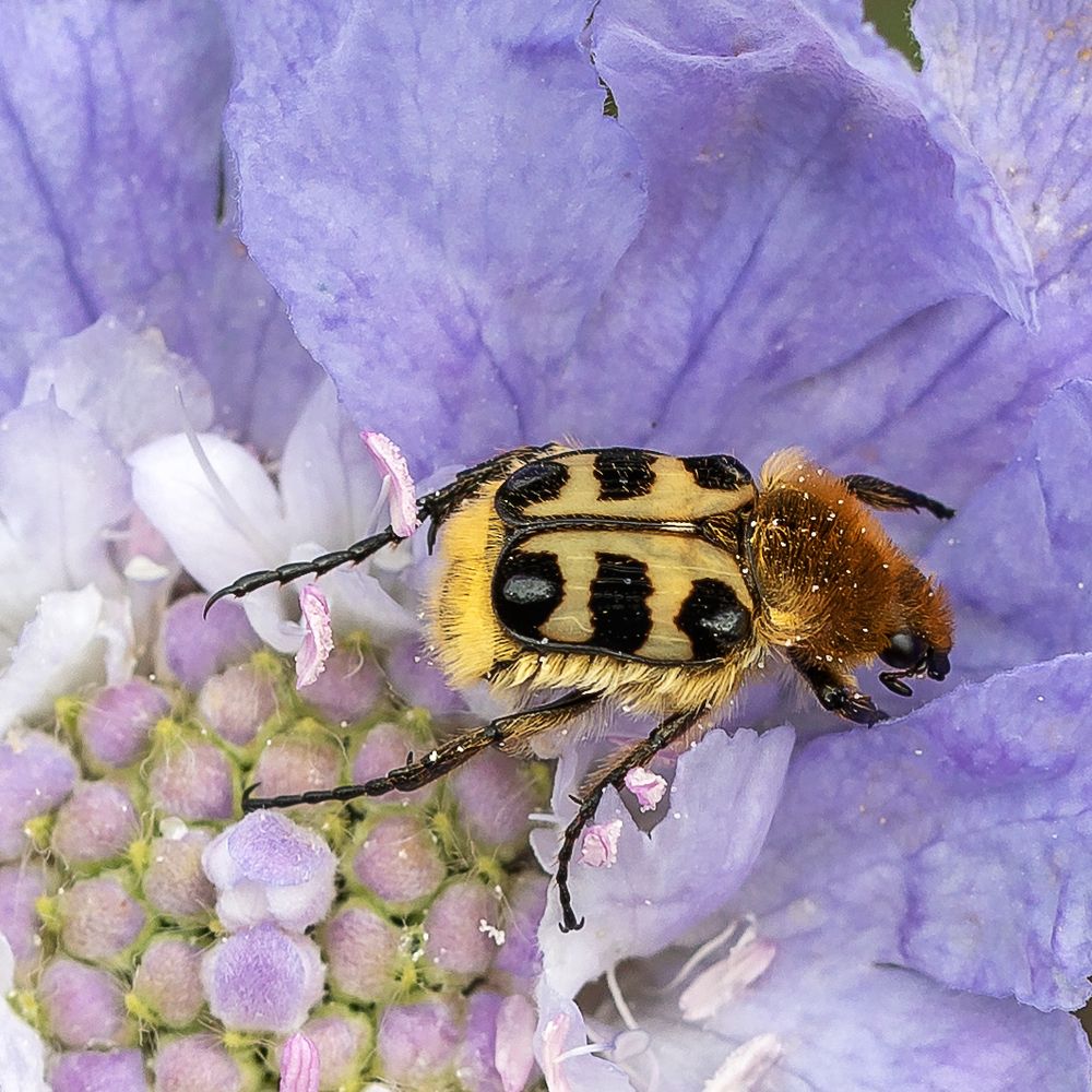 Pinselkäfer