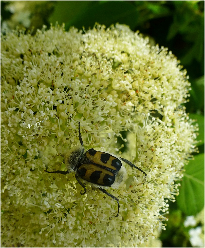 Pinselkäfer