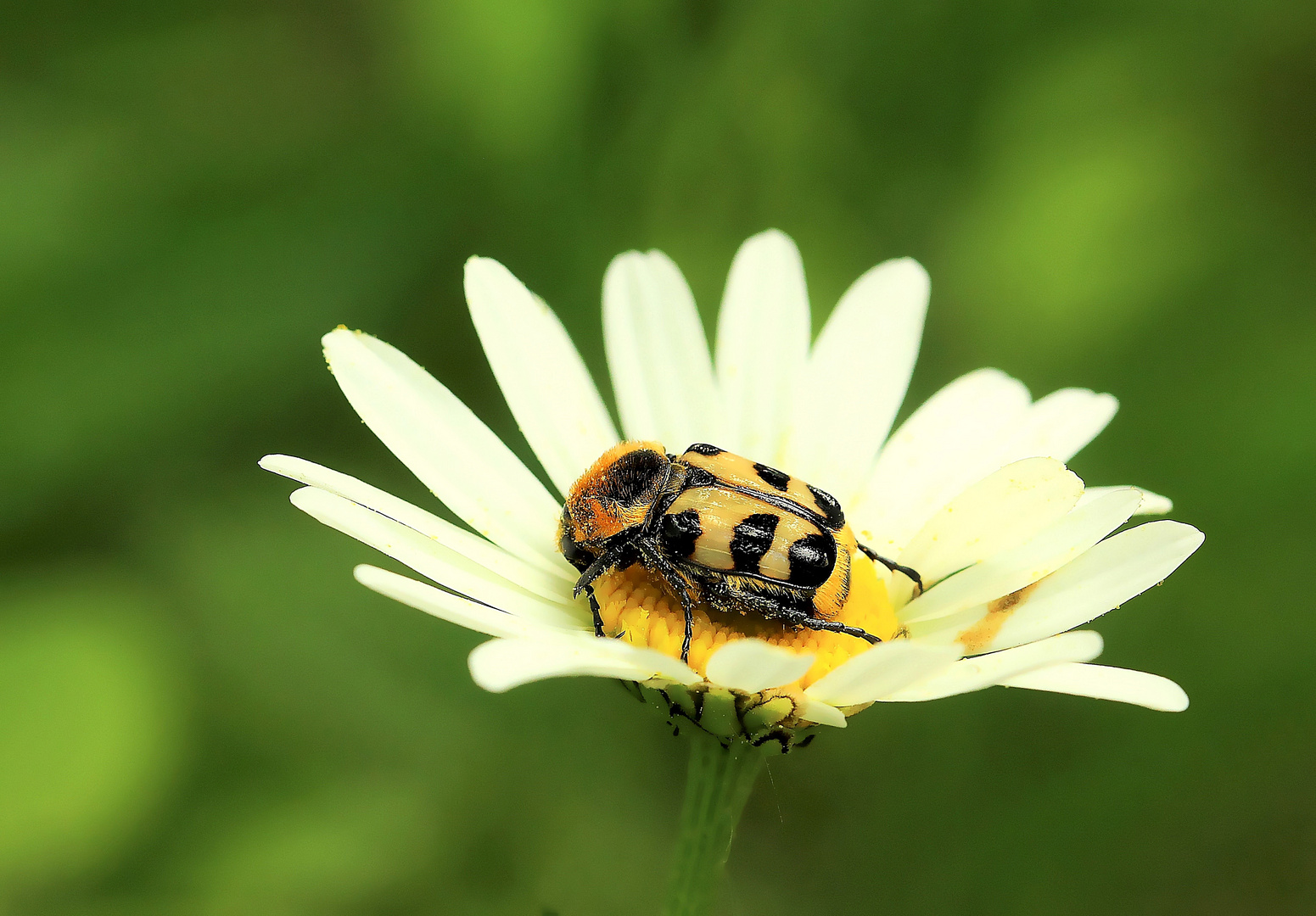 Pinselkäfer