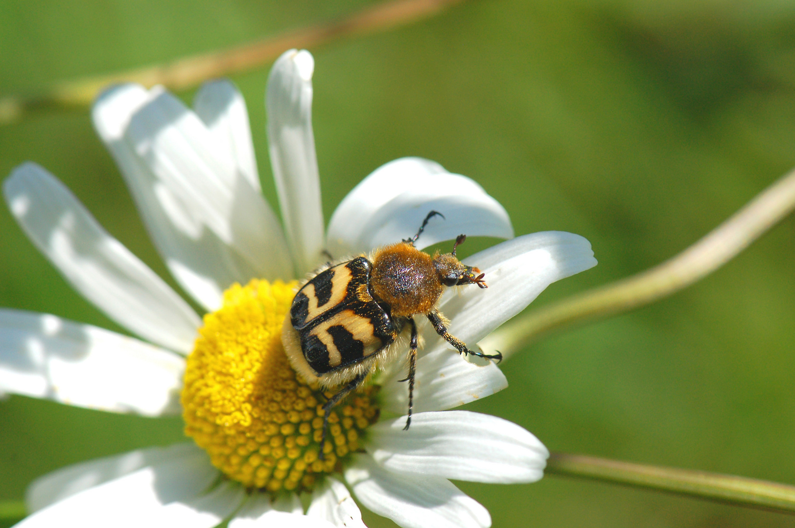 Pinselkäfer