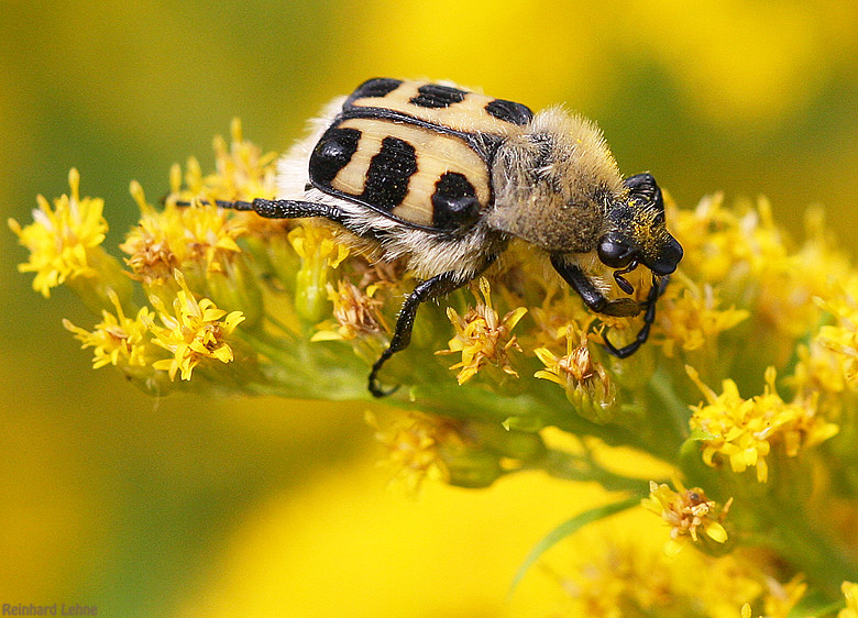 Pinselkäfer