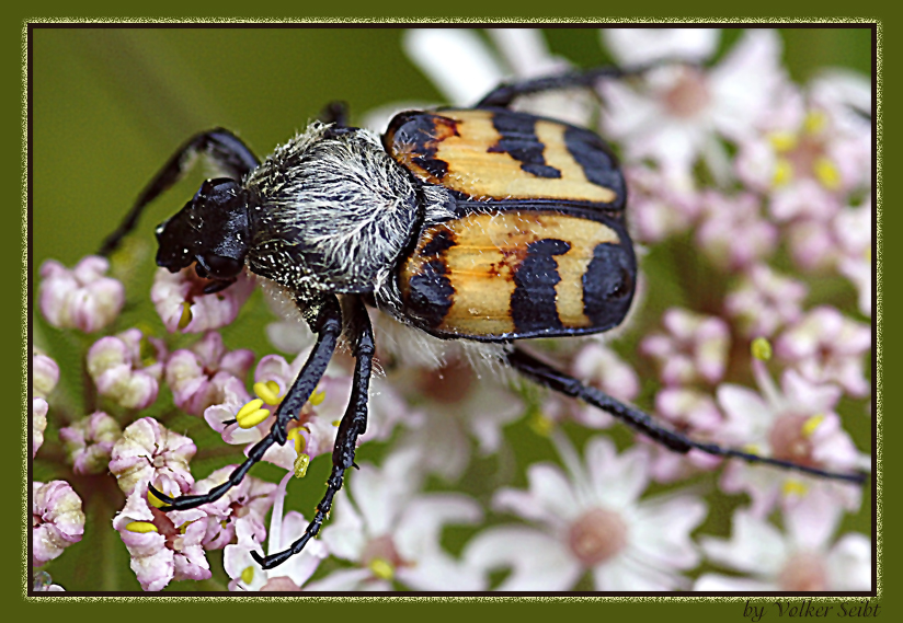 Pinselkäfer