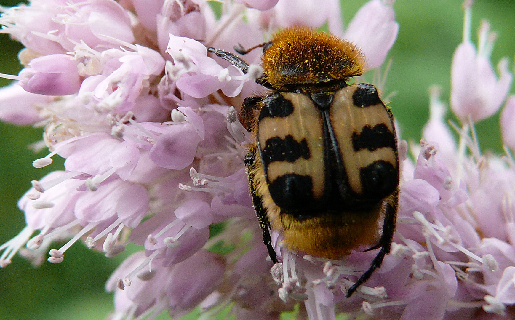 Pinselkäfer