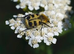 Pinselkäfer