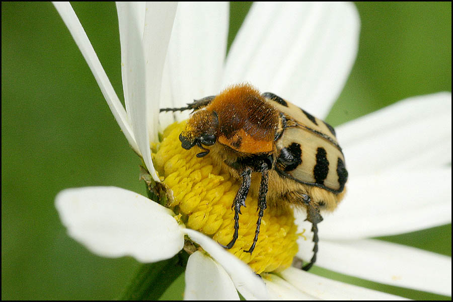 Pinselkäfer