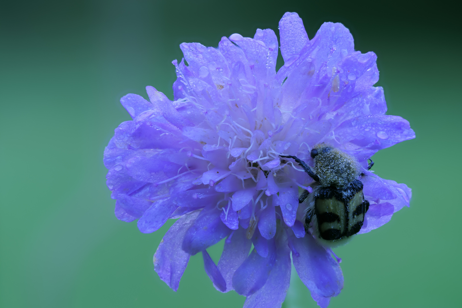 Pinselkäfer auf Acker-Witwenblume