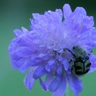 Pinselkäfer auf Acker-Witwenblume