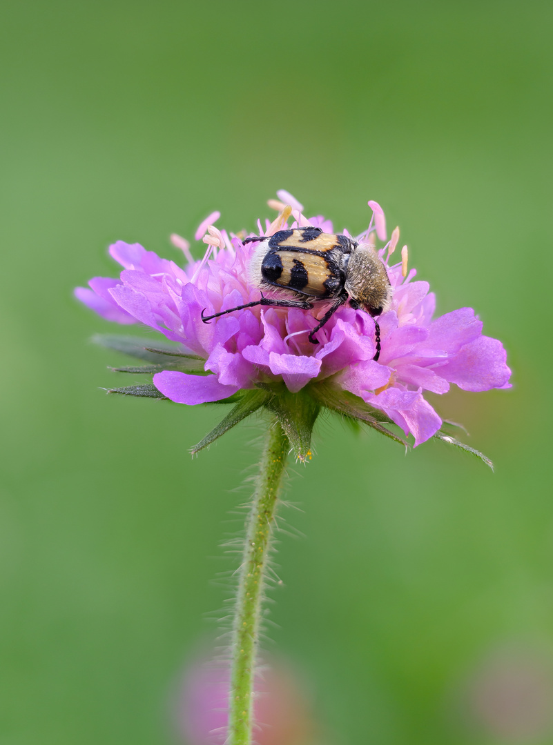 Pinselkäfer auf Acker-Witwenblume