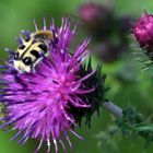 Pinselkäfer auf Ackerkratzdistel