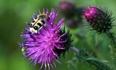 Pinselkäfer auf Ackerkratzdistel