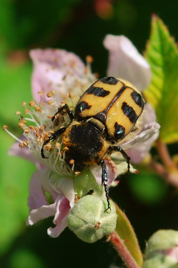 Pinselkäfer auf Brombeerblüte