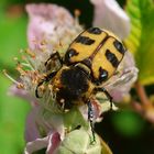 Pinselkäfer auf Brombeerblüte